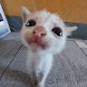 User_10844