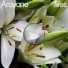 封面 Arovane - Pink Lilies Arovane - Pink Lilies