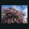 封面 Ceres - Okay Ceres - Okay