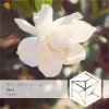 封面 DJ Classbuse & SINKin - Zhizi (Extended Mix) DJ Classbuse & SINKin - Zhizi (Extended Mix)