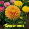 Обкладинка Нейросеть - Хризантема Нейросеть - Хризантема