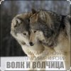 Обкладинка Мила Руденская & Владимир Курский - Волк и волчица Мила Руденская & Владимир Курский - Волк и волчица