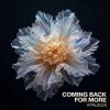封面 ViTaLiKuS - Coming Back for More ViTaLiKuS - Coming Back for More