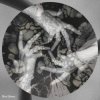 封面 Atmos-fear - Por suerte soy fragil Atmos-fear - Por suerte soy fragil