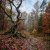 Cover MusicOnlineUA - Autumn, autumn ( English Version)